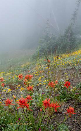 CH140721_OlympicPeninsula_HurricaneRidgeSunset_010