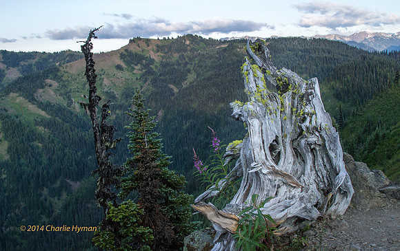 CH140722_OlympicPeninsula_HurricaneRidgeSunset_028