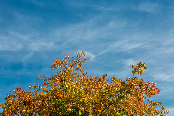 CH160929_FallColors_025