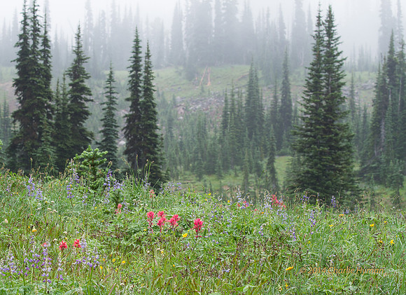 CH140815_Mt.Adams_KillenCreek_032
