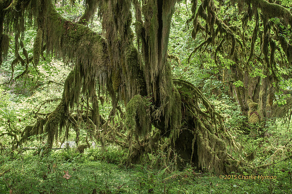 CH140724_OlympicPeninsula_HohRainForest_029