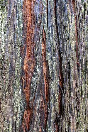 CH151222_HumboldtRedwoodSP_036