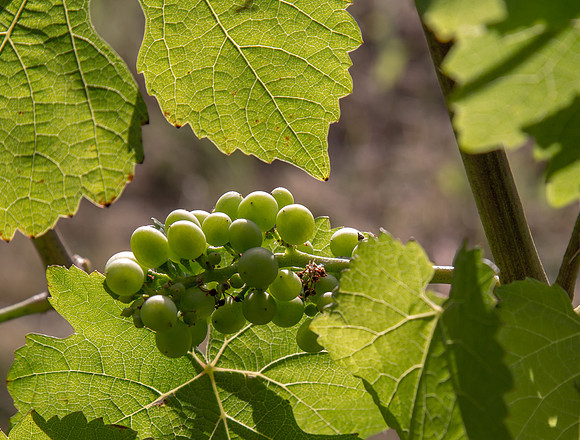 CH160705_RedmanVineyard_014