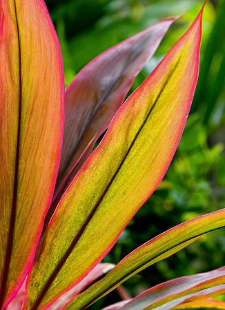 CH111227_Hawaii2011_Day10_38 (1) as Smart Object-1