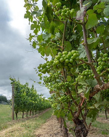 CH160705_RedmanVineyard_040