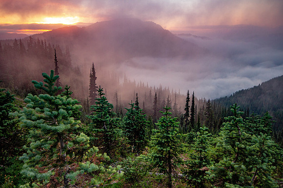 CH140721_OlympicPeninsula_HurricaneRidge_096