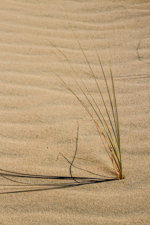 CH141226_KelsoDunes_MNP__007