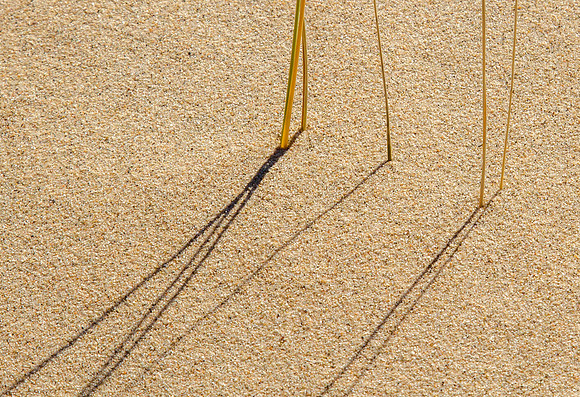 CH141226_KelsoDunes_MNP__006