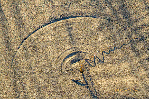 CH141227_KelsoDunes_MNP__051