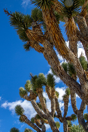 CH141226_MojaveRoad_MNP__005