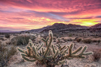 Mojave National Preserve