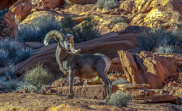 CH151228_ValleyOfFire_066-Edit