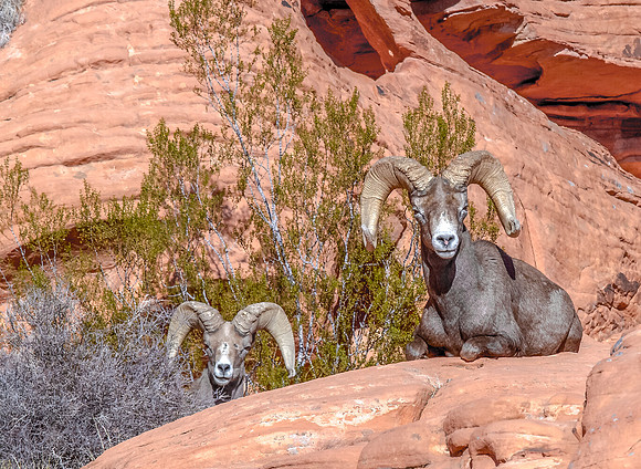 CH151228_ValleyOfFire_045-2-Edit