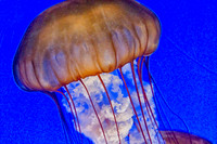 CH121229_MontereyAquarium_006