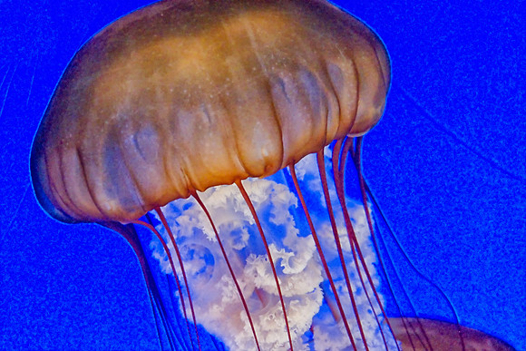 CH121229_MontereyAquarium_006