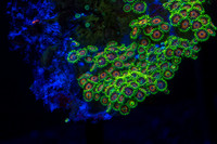 CH121229_MontereyAquarium_049