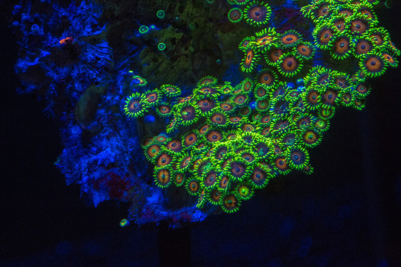 CH121229_MontereyAquarium_049