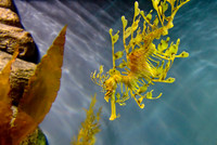 CH121229_MontereyAquarium_031