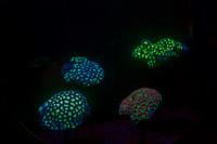 CH121229_MontereyAquarium_047