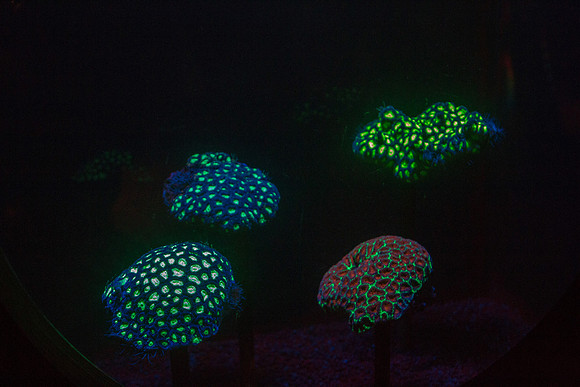 CH121229_MontereyAquarium_047
