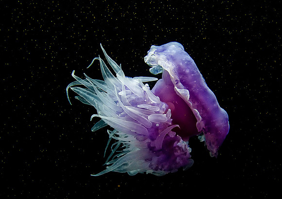 CH121229_MontereyAquarium_054