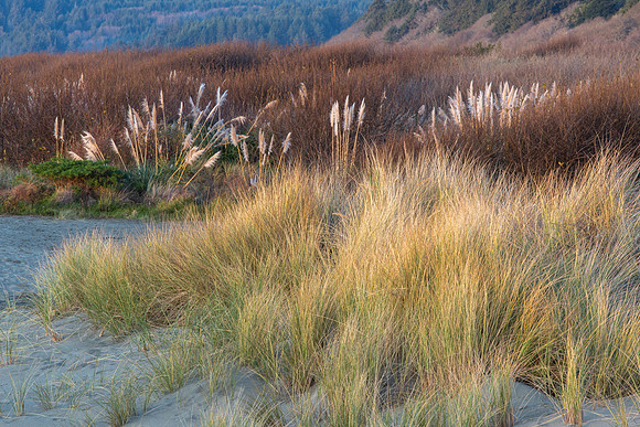 CH161226_ClamBeach_053
