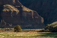CH160322_CottonwoodCanyon_019