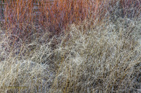 CH160321_CottonwoodCanyon_027