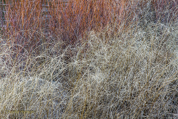 CH160321_CottonwoodCanyon_027