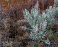 CH160321_CottonwoodCanyon_029
