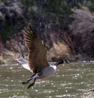 CH160322_CottonwoodCanyon_039