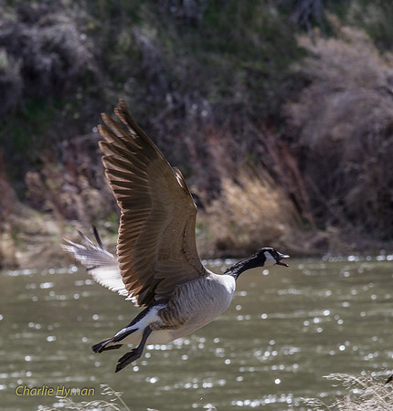 CH160322_CottonwoodCanyon_039