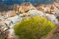 CH110429_AlabamaHills--0039