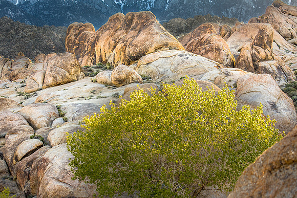 CH110429_AlabamaHills--0039