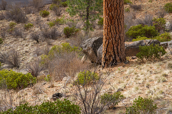CH140326_Bend_ShevlinPark_011