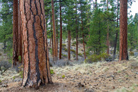 CH140326_Bend_ShevlinPark_005