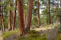 CH140326_Bend_ShevlinPark_012