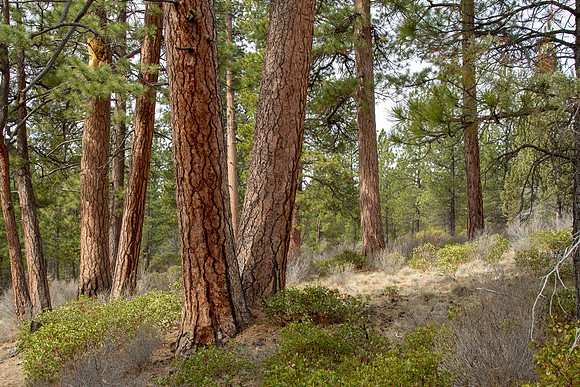 CH140326_Bend_ShevlinPark_012