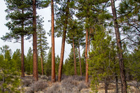 CH140326_Bend_ShevlinPark_007