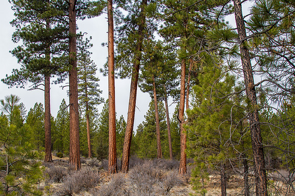 CH140326_Bend_ShevlinPark_007