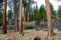 CH140326_Bend_ShevlinPark_004