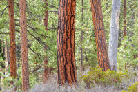 CH140326_Bend_ShevlinPark_008