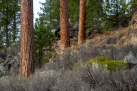 CH140326_Bend_ShevlinPark_002