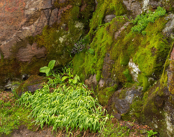 CH140815_Mt.Adams_KillenCreek_056