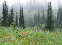 CH140815_Mt.Adams_KillenCreek_032