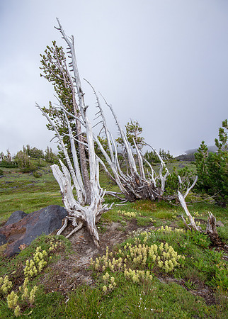 CH140815_Mt.Adams_KillenCreek_141
