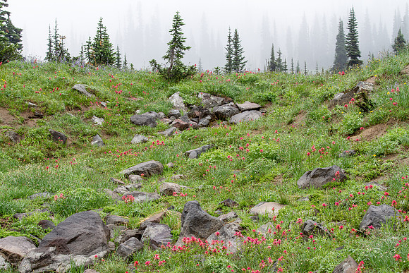 CH140815_Mt.Adams_KillenCreek_029