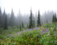 CH140815_Mt.Adams_KillenCreek_022