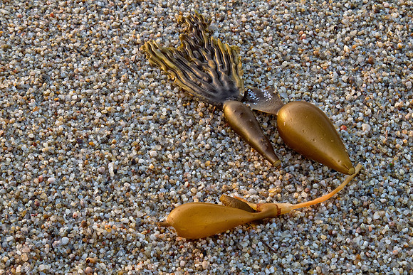 CH121227_PointLobos_0109