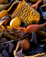 CH121227_PointLobos_0107